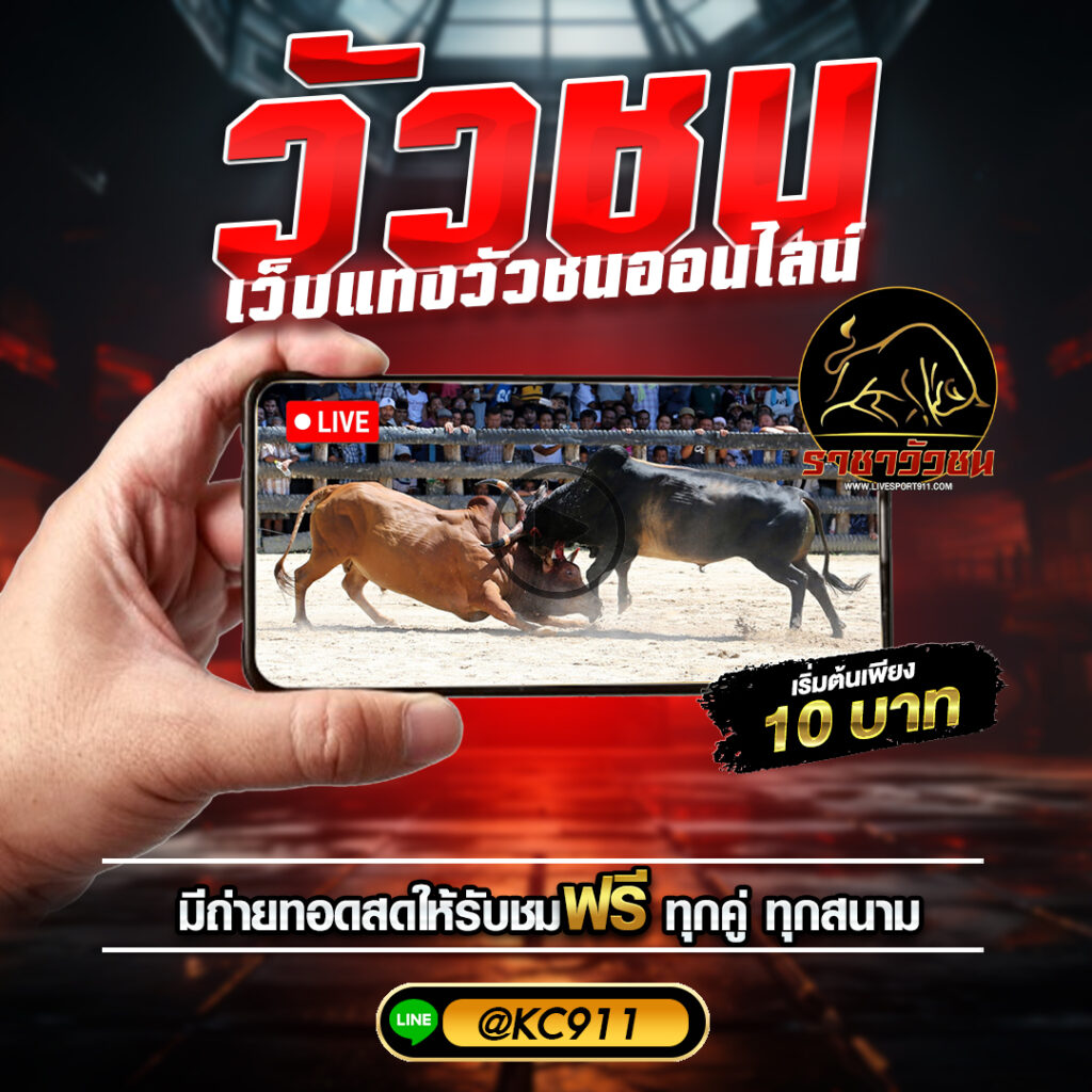 วัวชนออนไลน์12-5-67