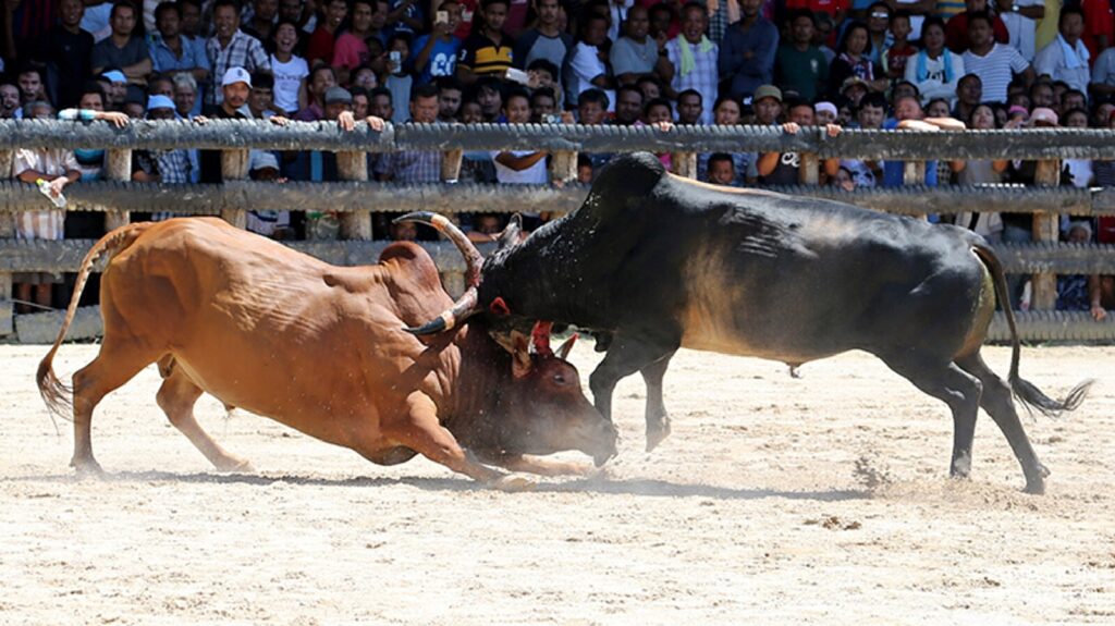 ราชาวัวชน