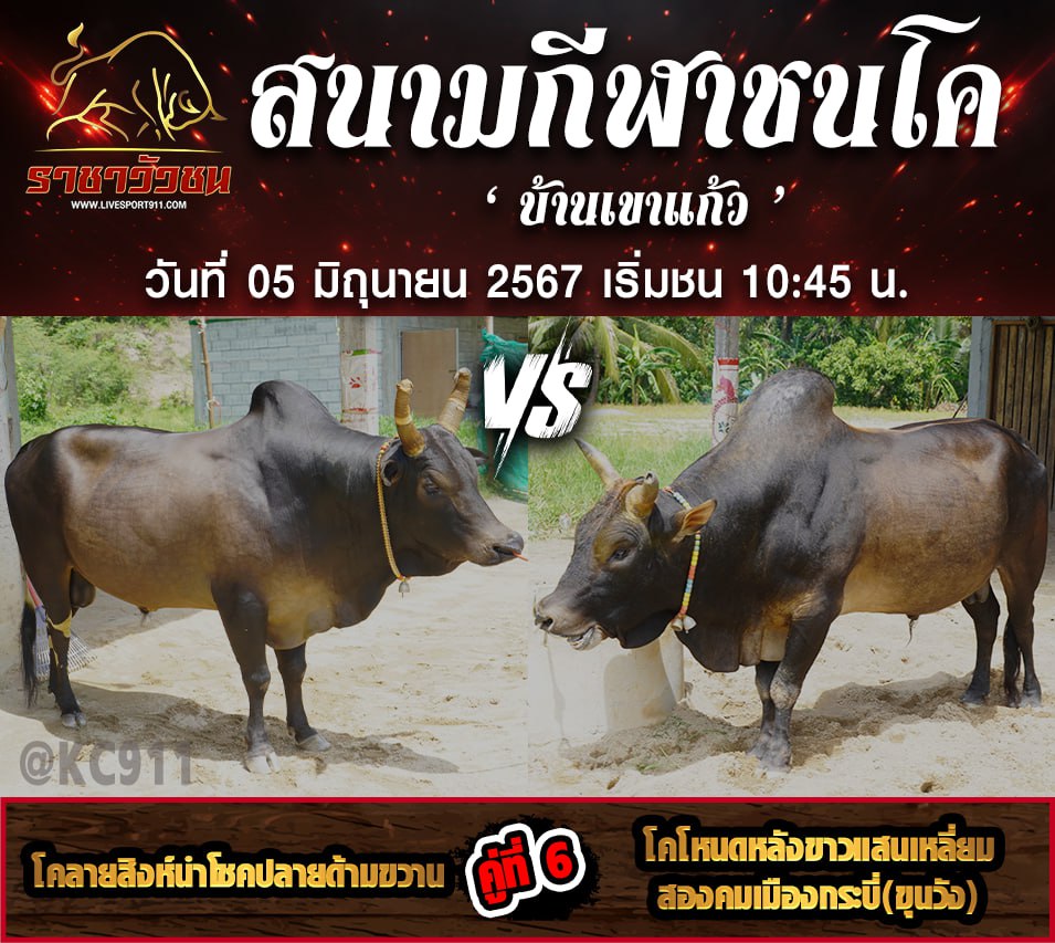 โปรแกรมวัวชน05-6-67