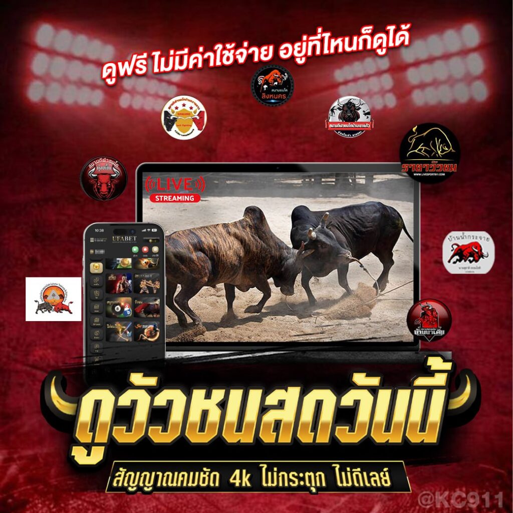 ถ่ายทอดสดวัวชนวันนี้