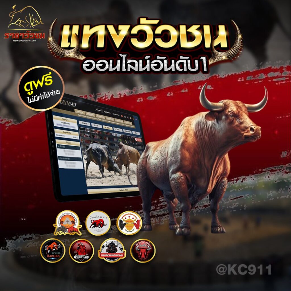 วัวชนออนไลน์20-6-67