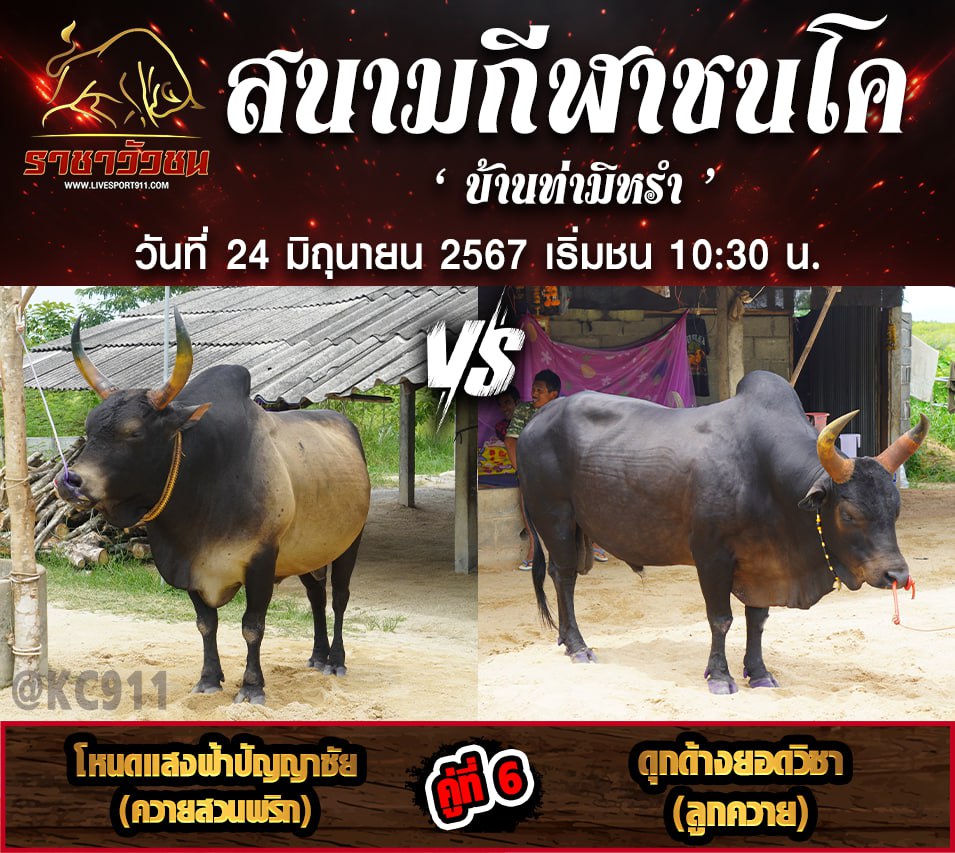 โปรแกรมวัวชน 24-6-67