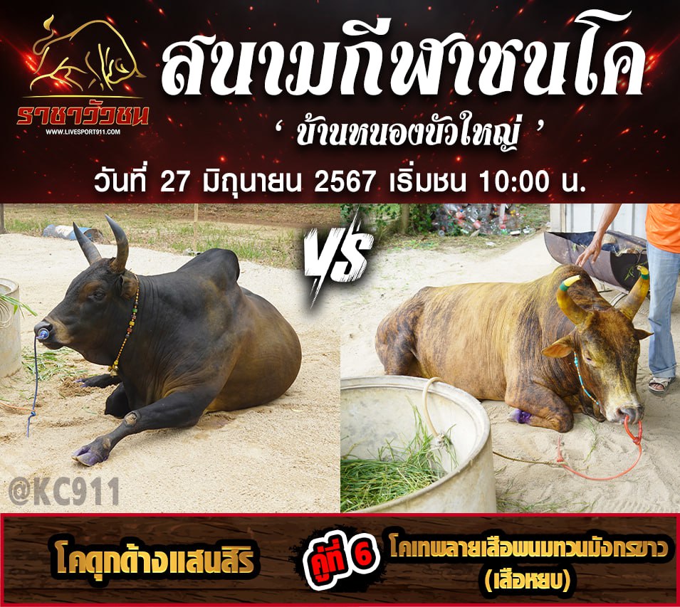 โปรแกรมวัวชน 27-6-67