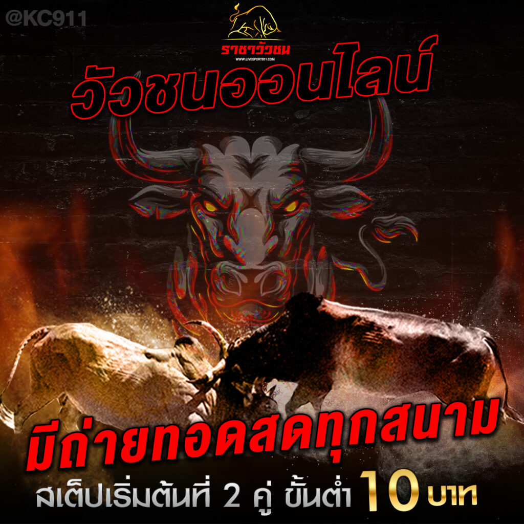 วัวชนออนไลน์02-6-67
