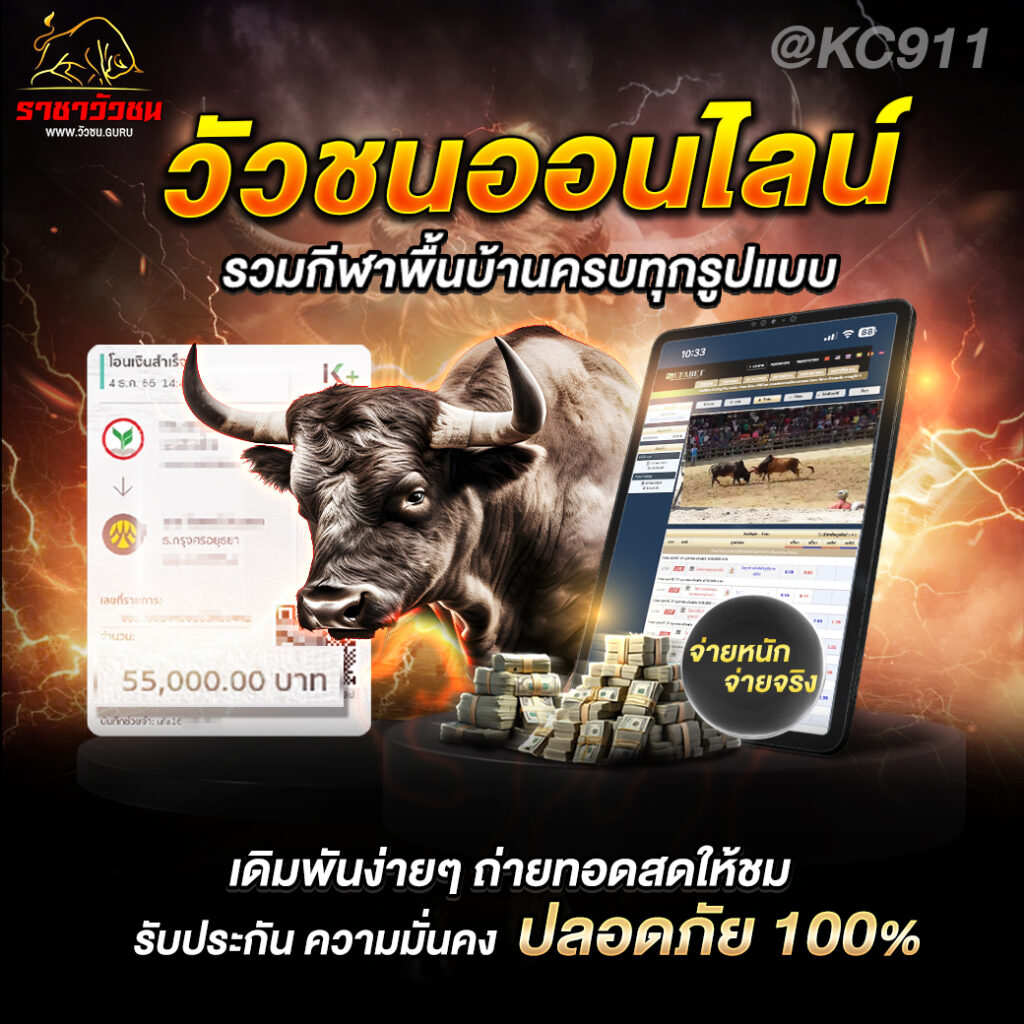 วัวชนออนไลน์ 23-7-2567