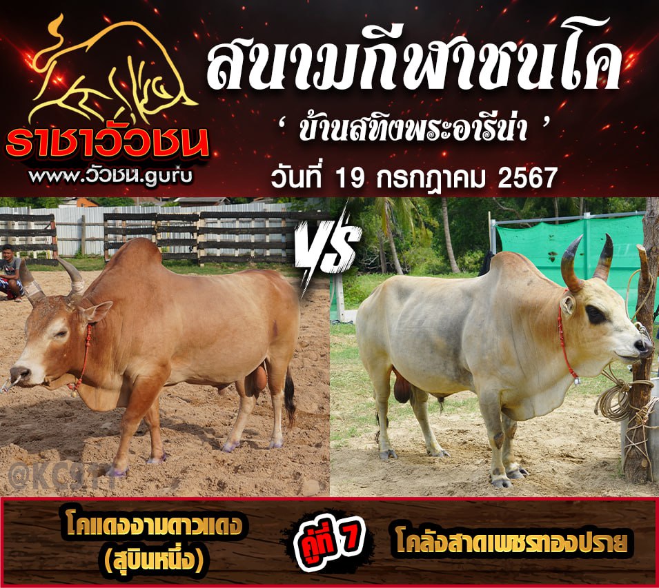 โปรแกรมวัวชน 19-7-2567