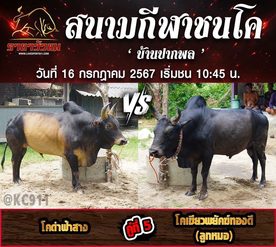 โปรแกรมวัวชน 16-7-2567
