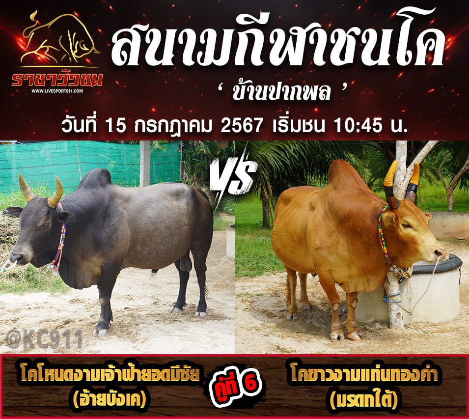 โปรแกรมวัวชน 15-7-2567