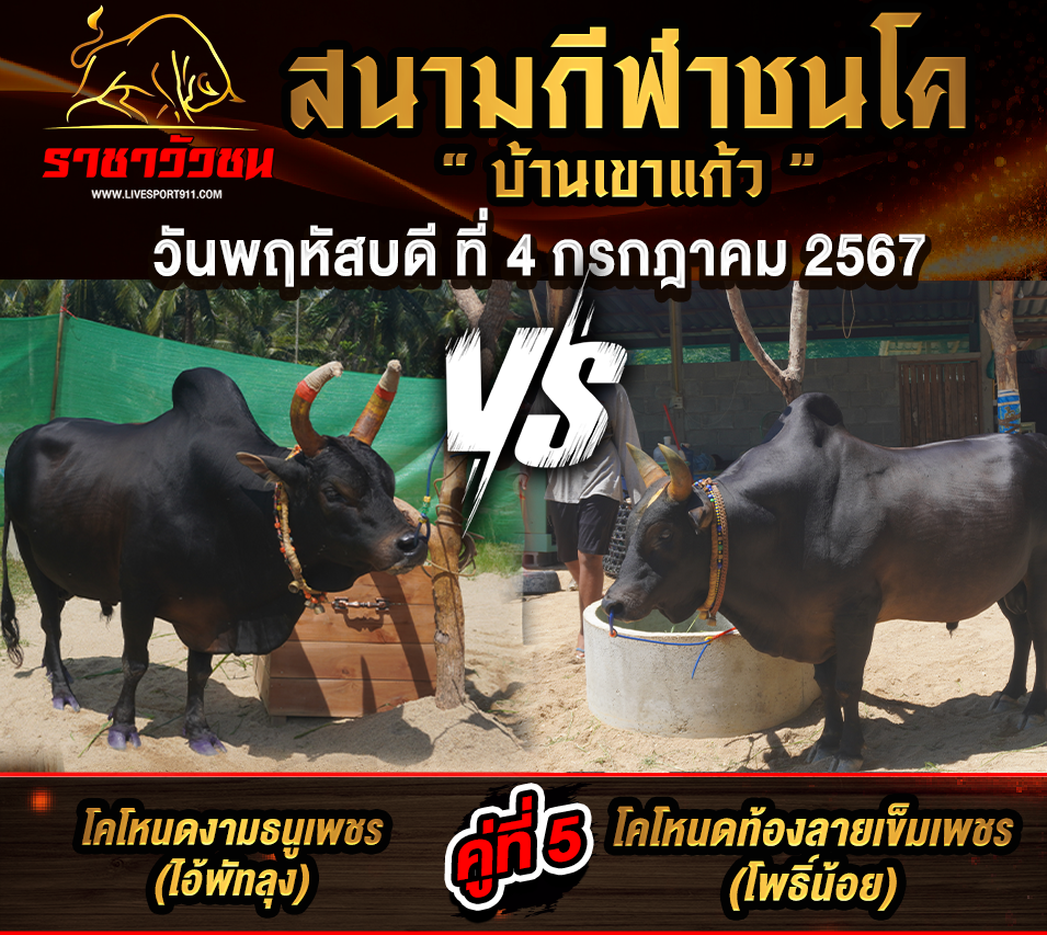 โปรแกรมวัวชน 4-7-2567