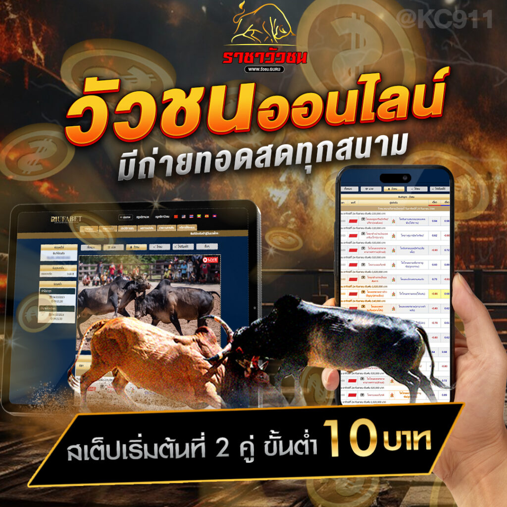 วัวชนออนไลน์ 22-7-2567