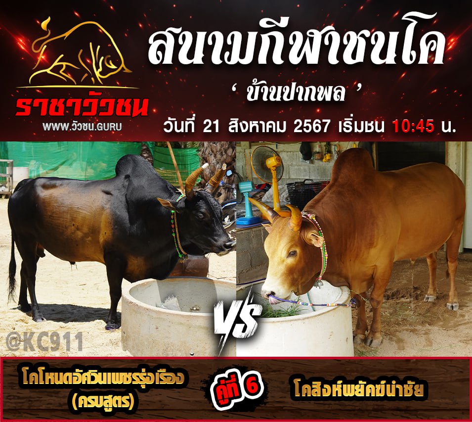 คลิปวัวชนย้อนหลัง 21-8-2567