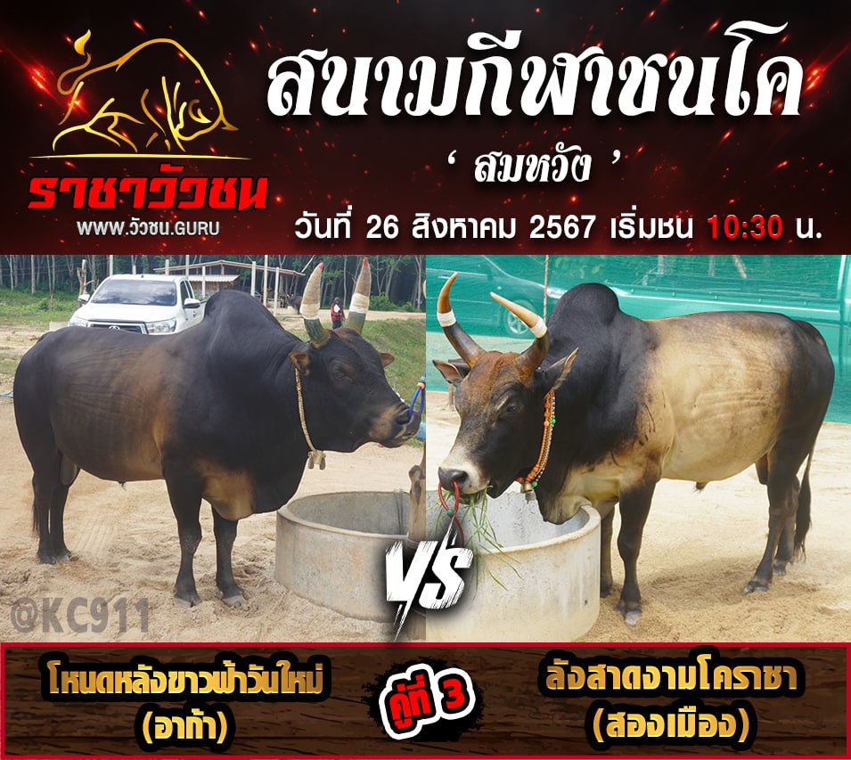 คลิปวัวชนย้อนหลัง 26-8-2567