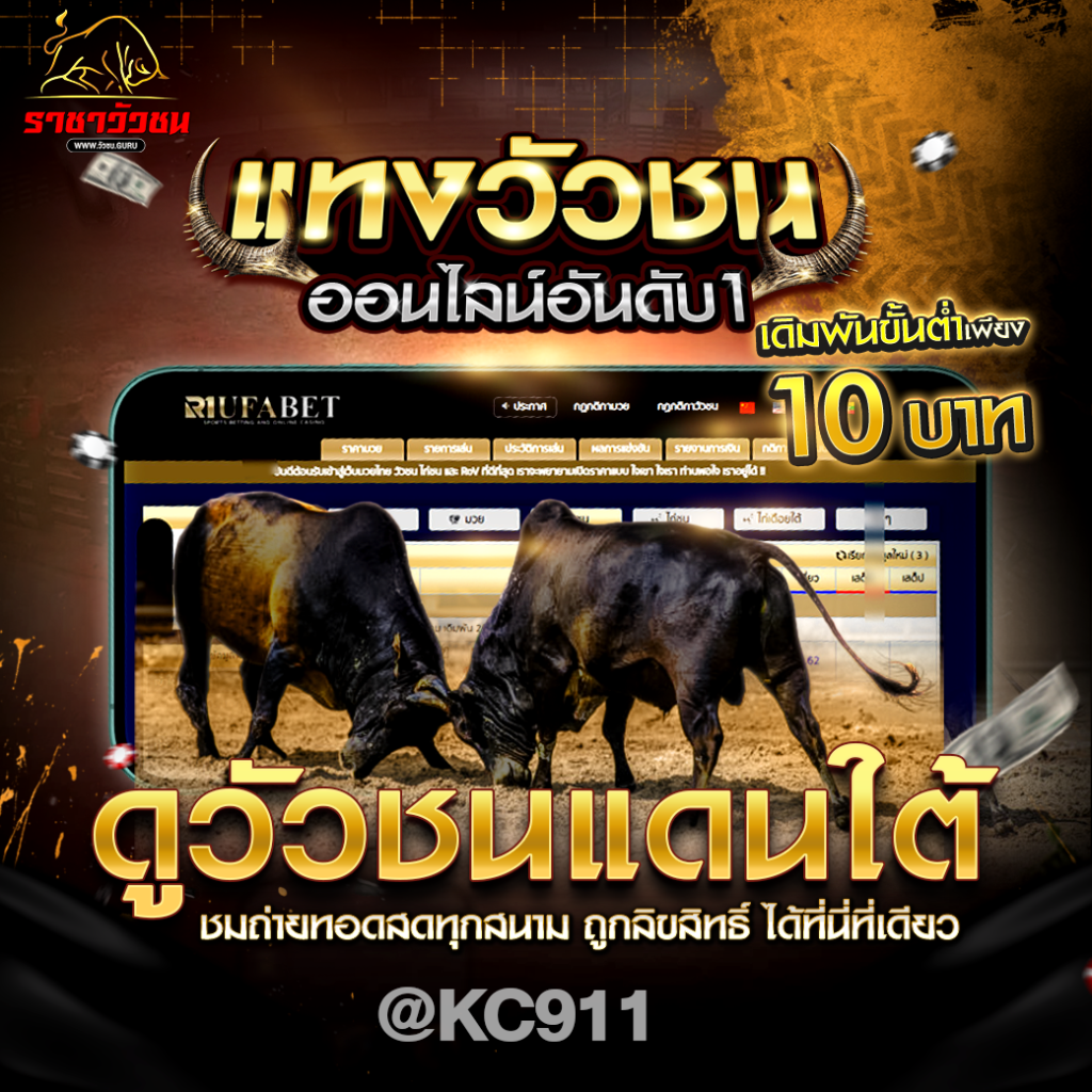 วัวชนออนไลน์ 15-9-2567