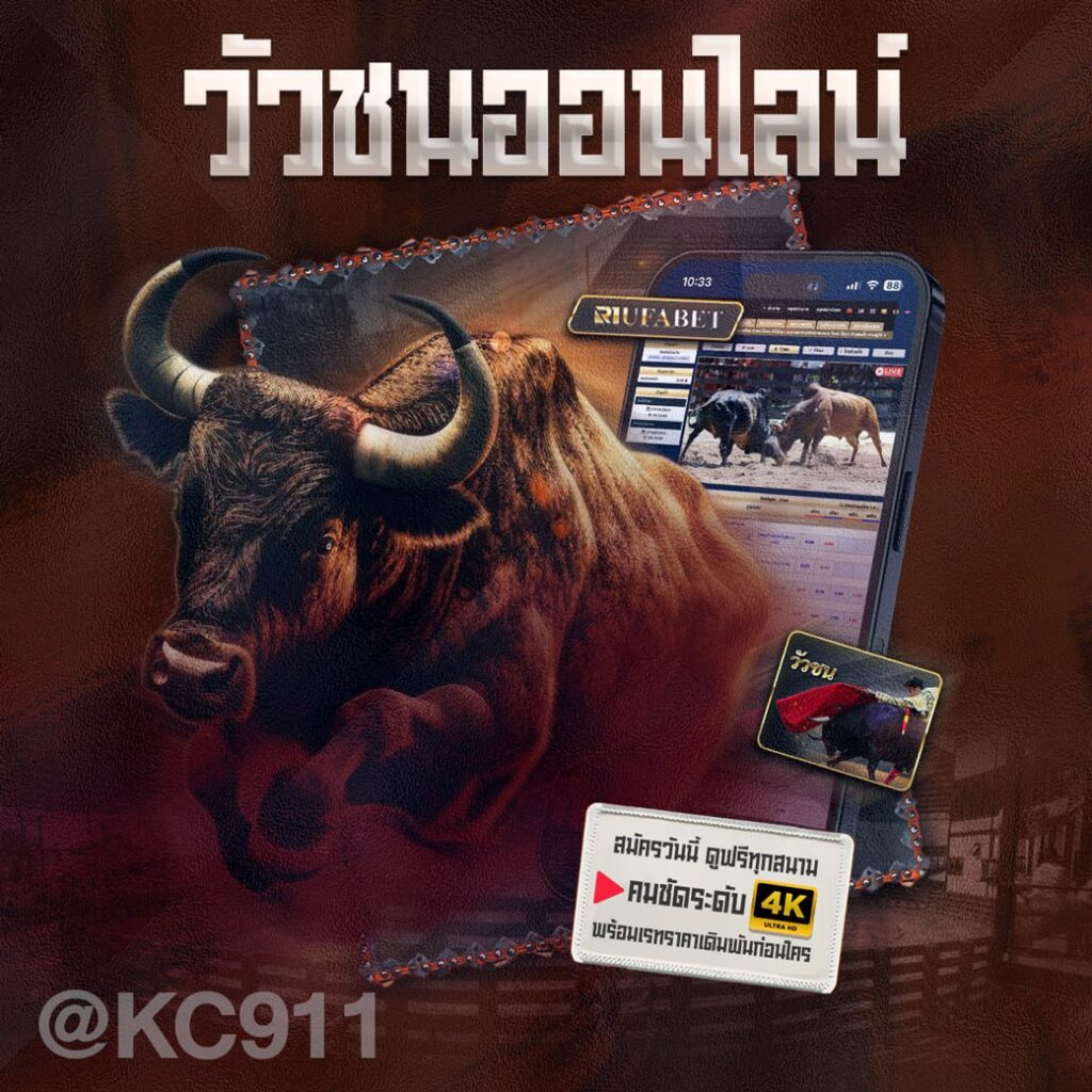 วัวชนออนไลน์ 16-9-2567