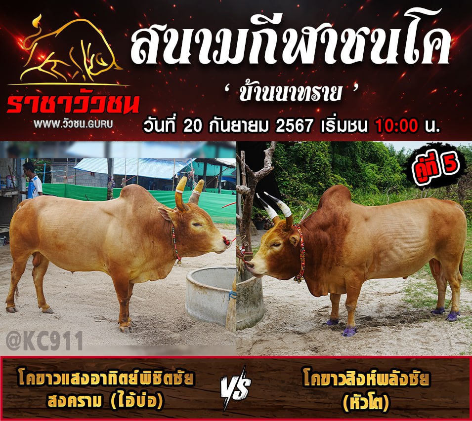 โปรแกรมวัวชน 21-9-2567