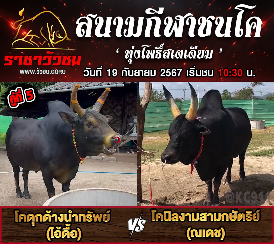 คลิปวัวชนย้อนหลัง 19-9-2567
