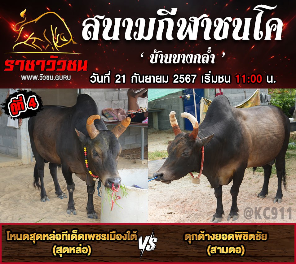 คลิปวัวชนย้อนหลัง 21-9-2567