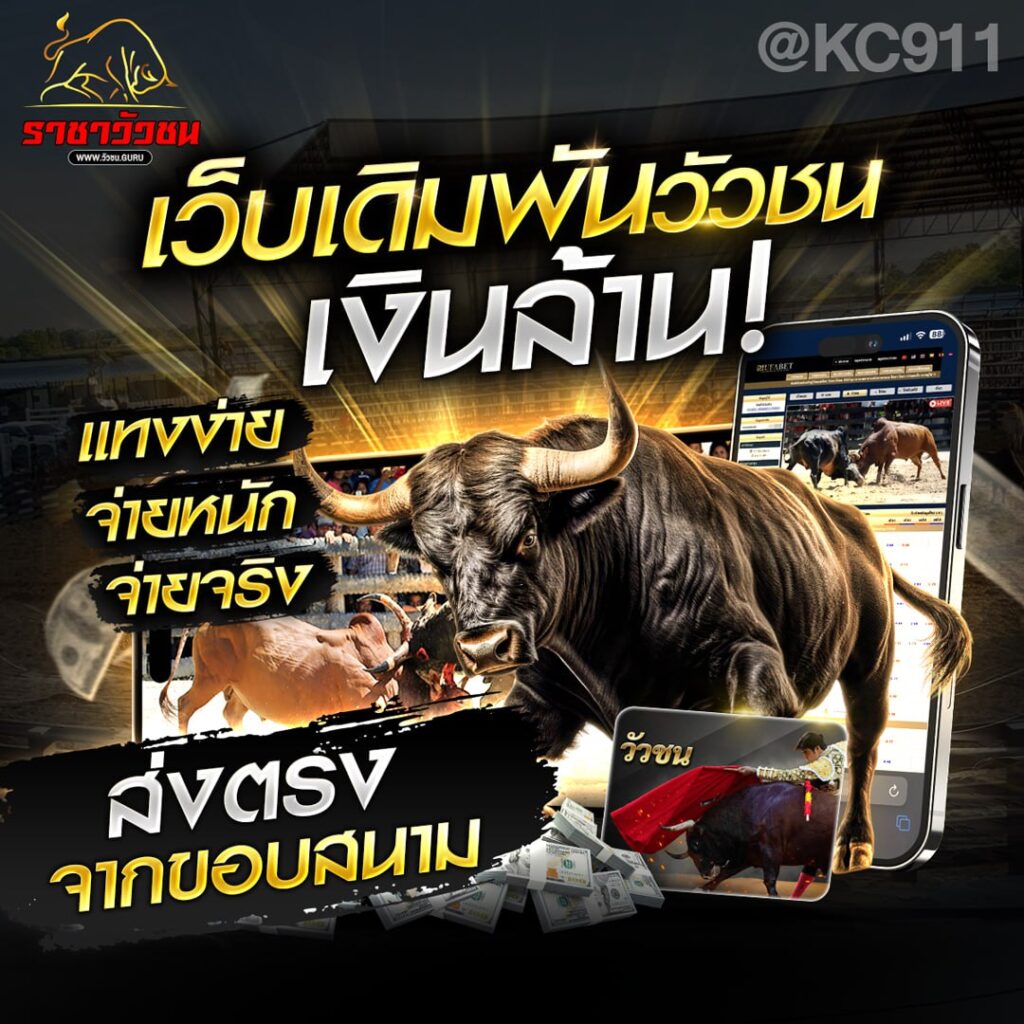 วัวชนออนไลน์ 24-9-2567