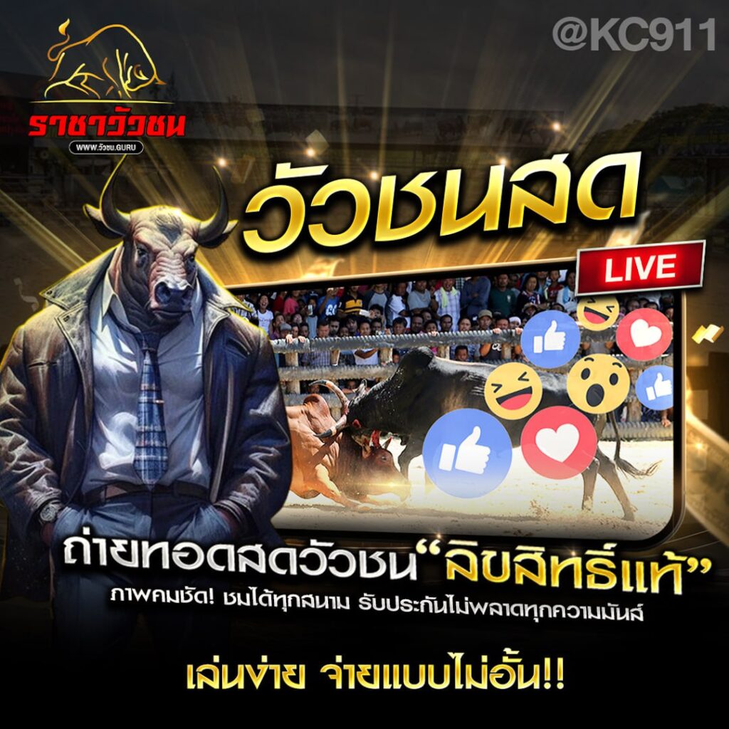 วัวชนออนไลน์ 23-9-2567