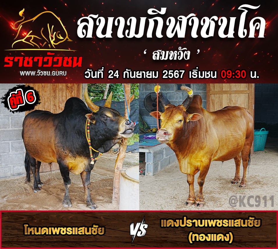 คลิปวัวชนย้อนหลัง 24-9-2567