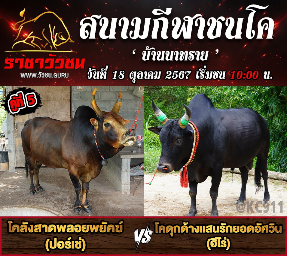 คลิปวัวชนย้อนหลัง 18-10-2567