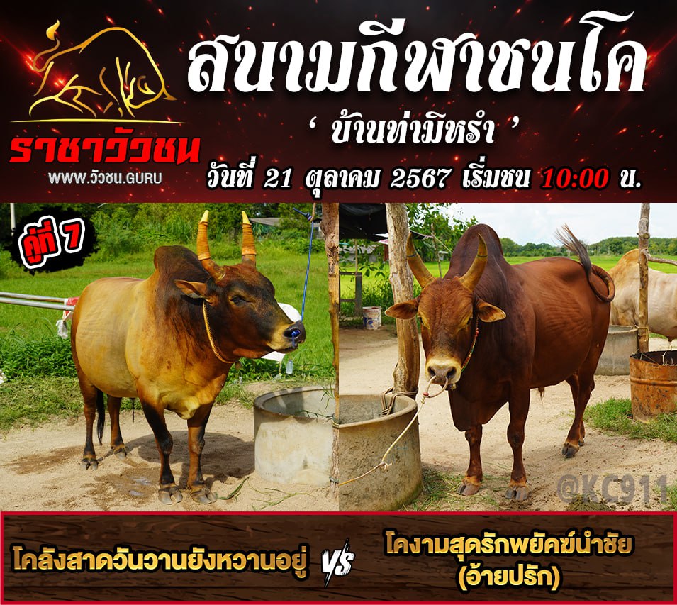 คลิปวัวชนย้อนหลัง 21-10-2567