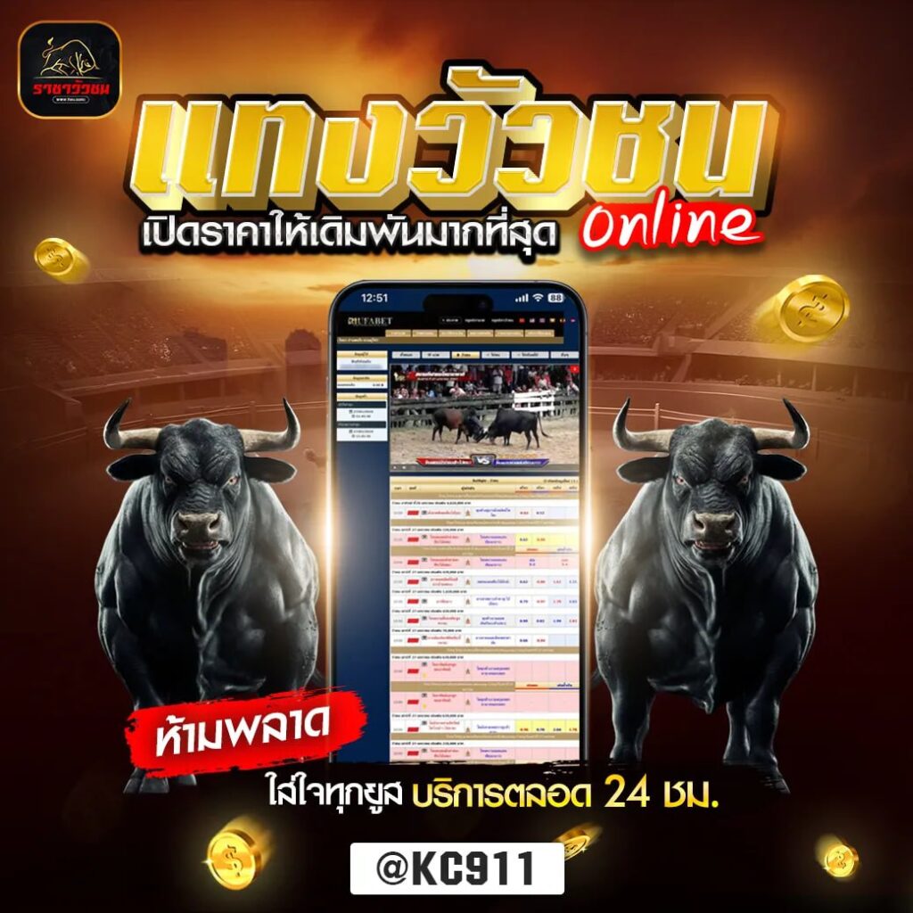 วัวชนออนไลน์ 31-10-2567