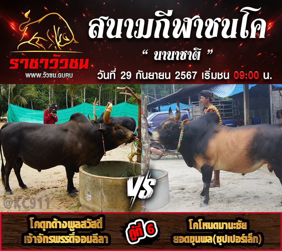 คลิปวัวชนย้อนหลัง 29-9-2567
