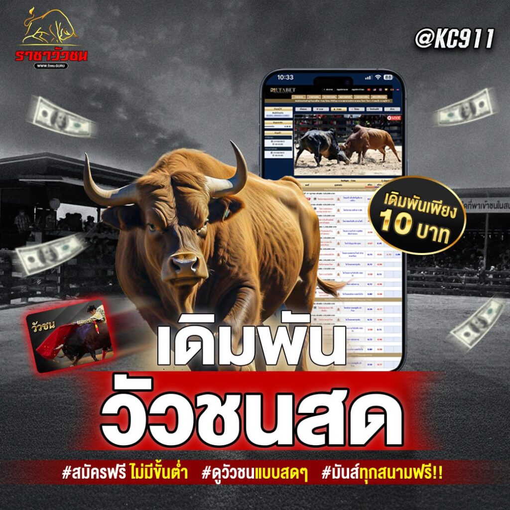 วัวชนออนไลน์ 11-11-2567