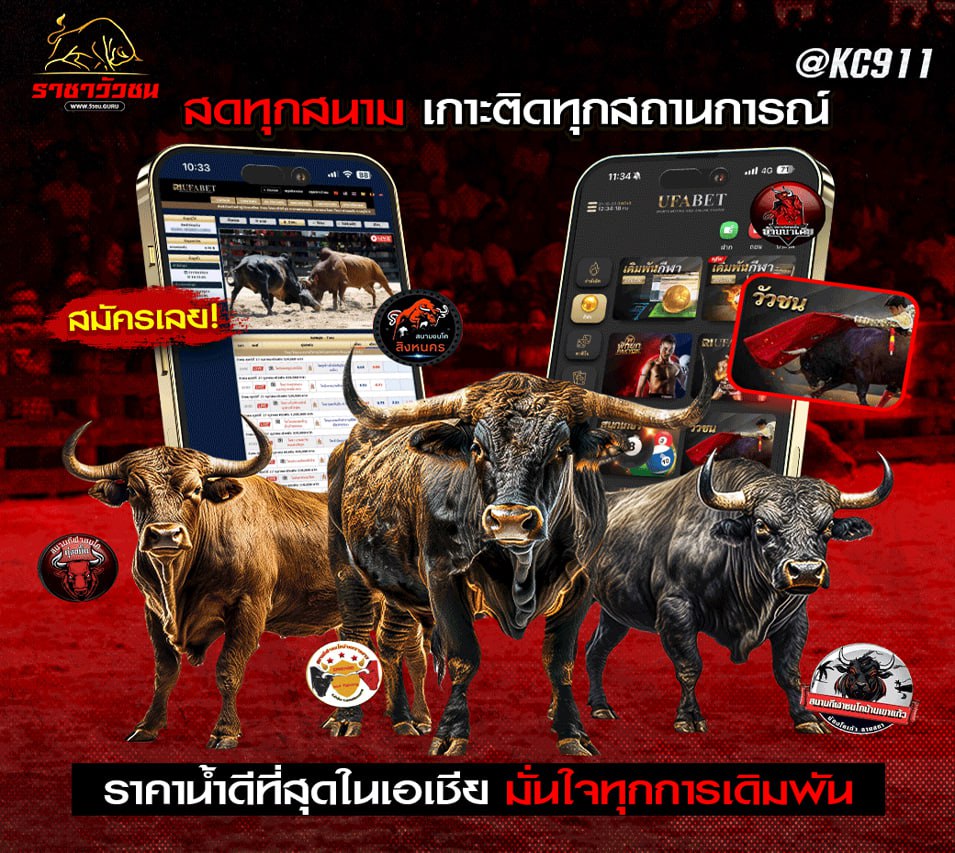 วัวชนออนไลน์ 14-11-2567