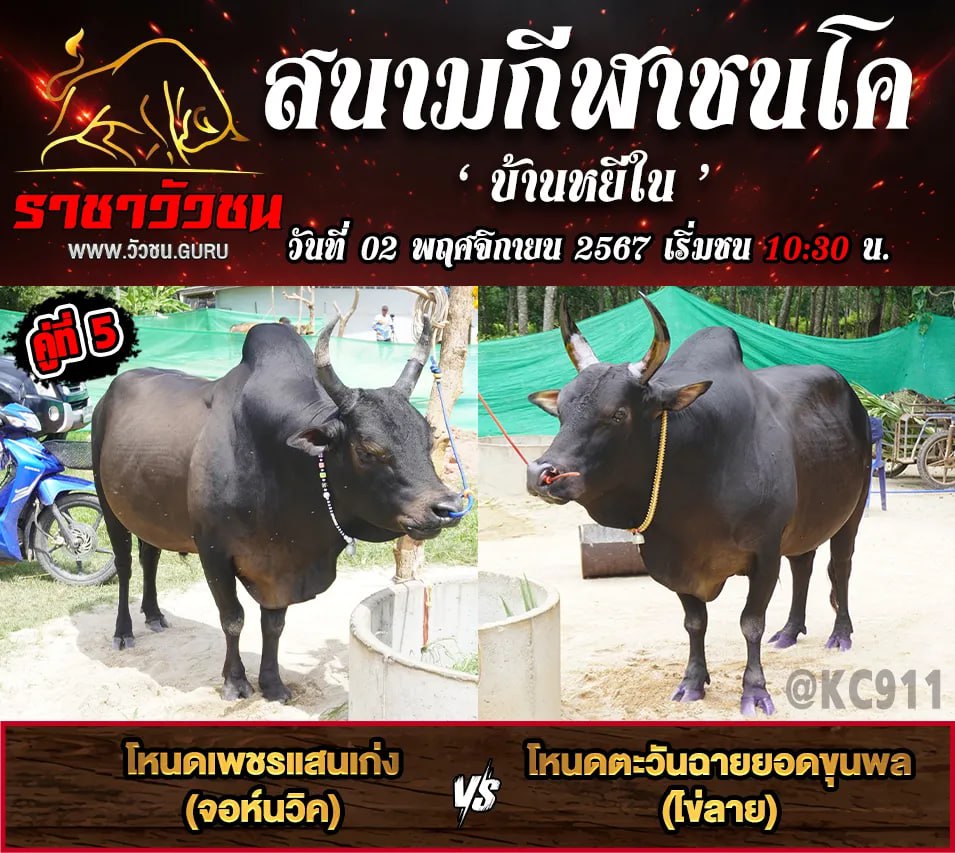คลิปวัวชนย้อนหลัง 2-11-2567