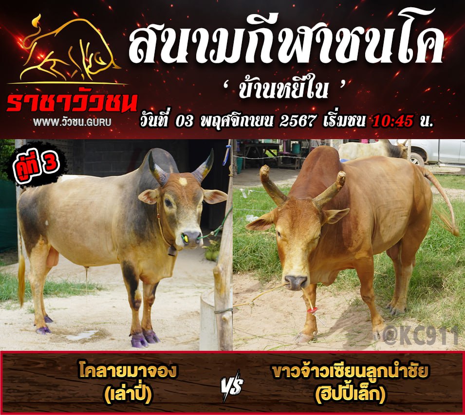 โปรแกรมวัวชน 3-11-2567