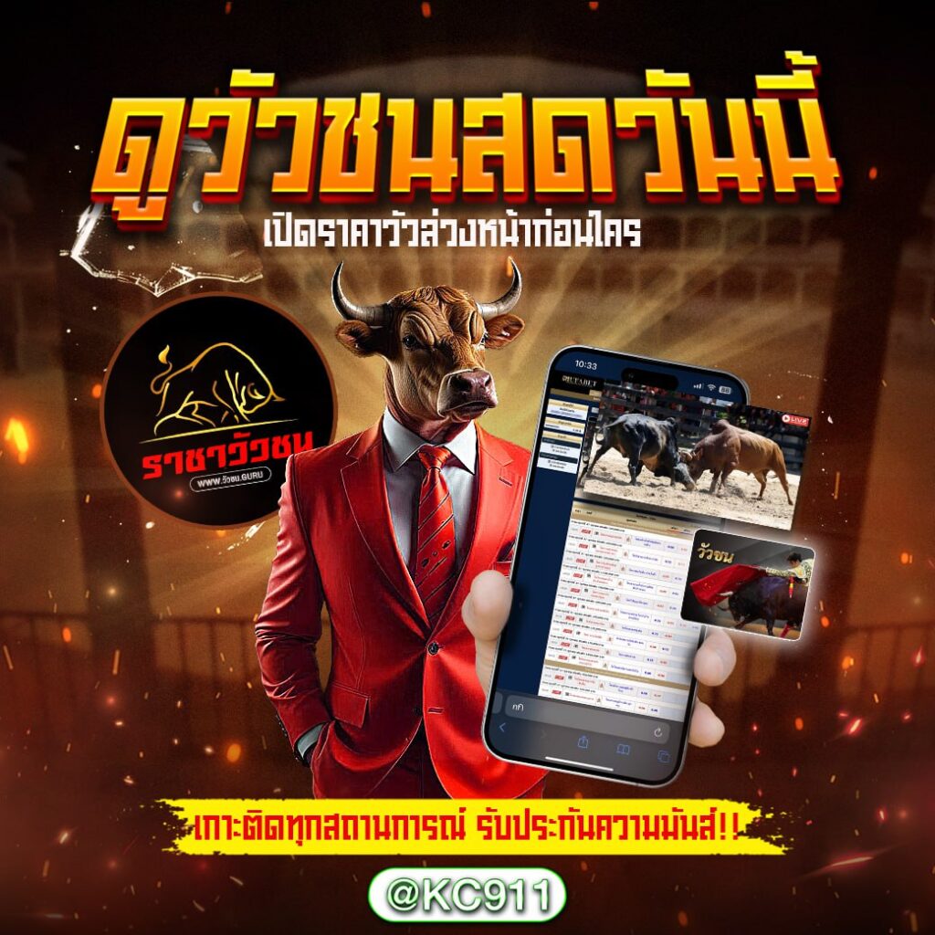 วัวชนออนไลน์ 8-11-2567