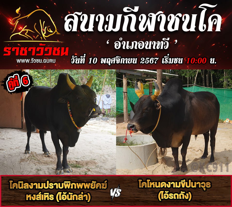 โปรแกรมวัวชน 10-11-2567