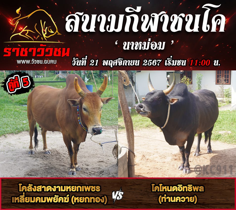 คลิปวัวชนย้อนหลัง 21-11-2567