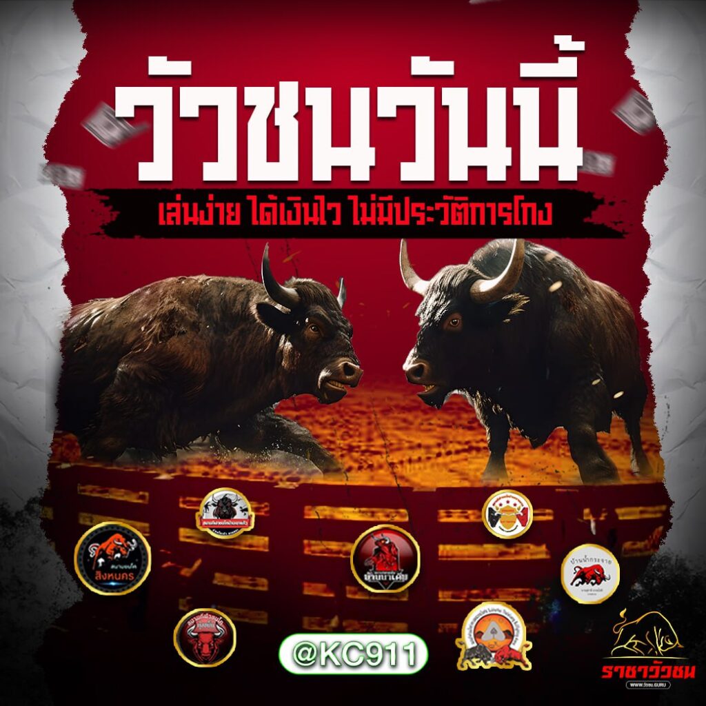 วัวชนออนไลน์ 23-11-2567