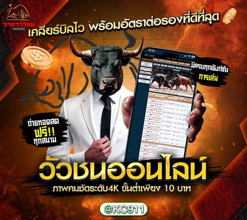 วัวชนออนไลน์ 24-11-2567