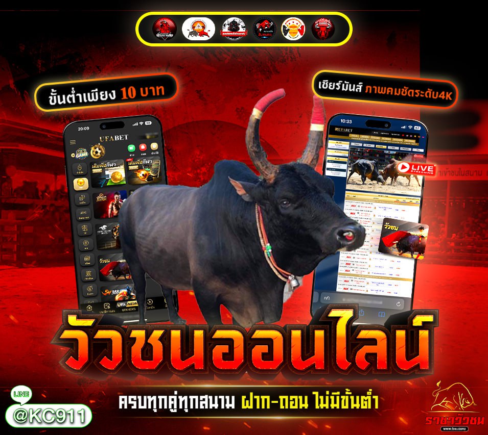 วัวชนออนไลน์ 26-11-2567