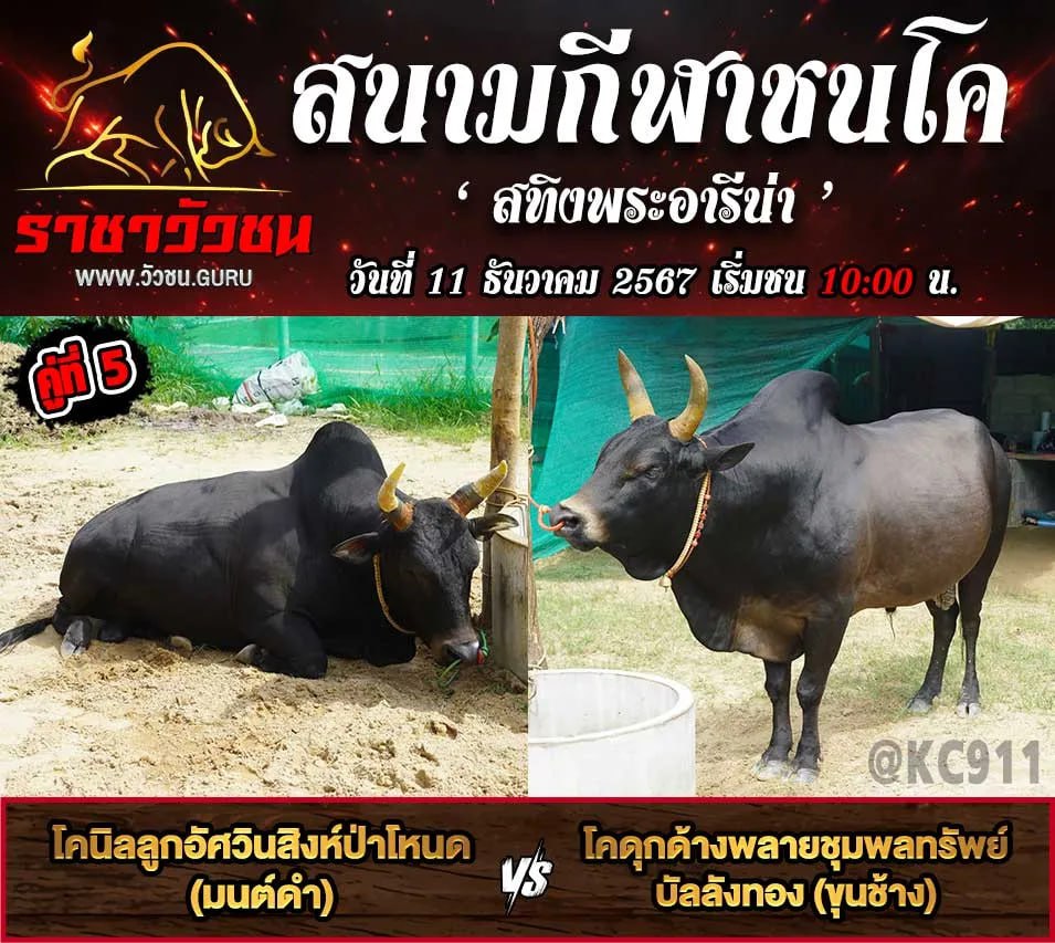 โปรแกรมวัวชน 11-12-2567
