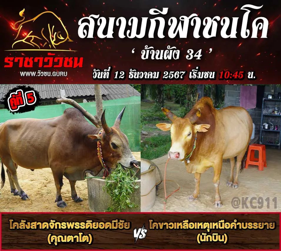 โปรแกรมวัวชน 12-12-2567