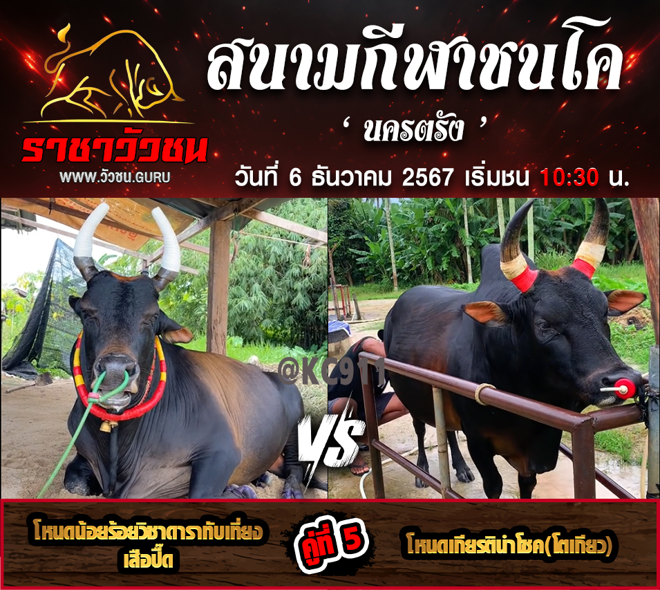โปรแกรมวัวชน 6-12-2567