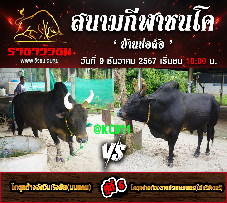 โปรแกรมวัวชน 9-12-2567