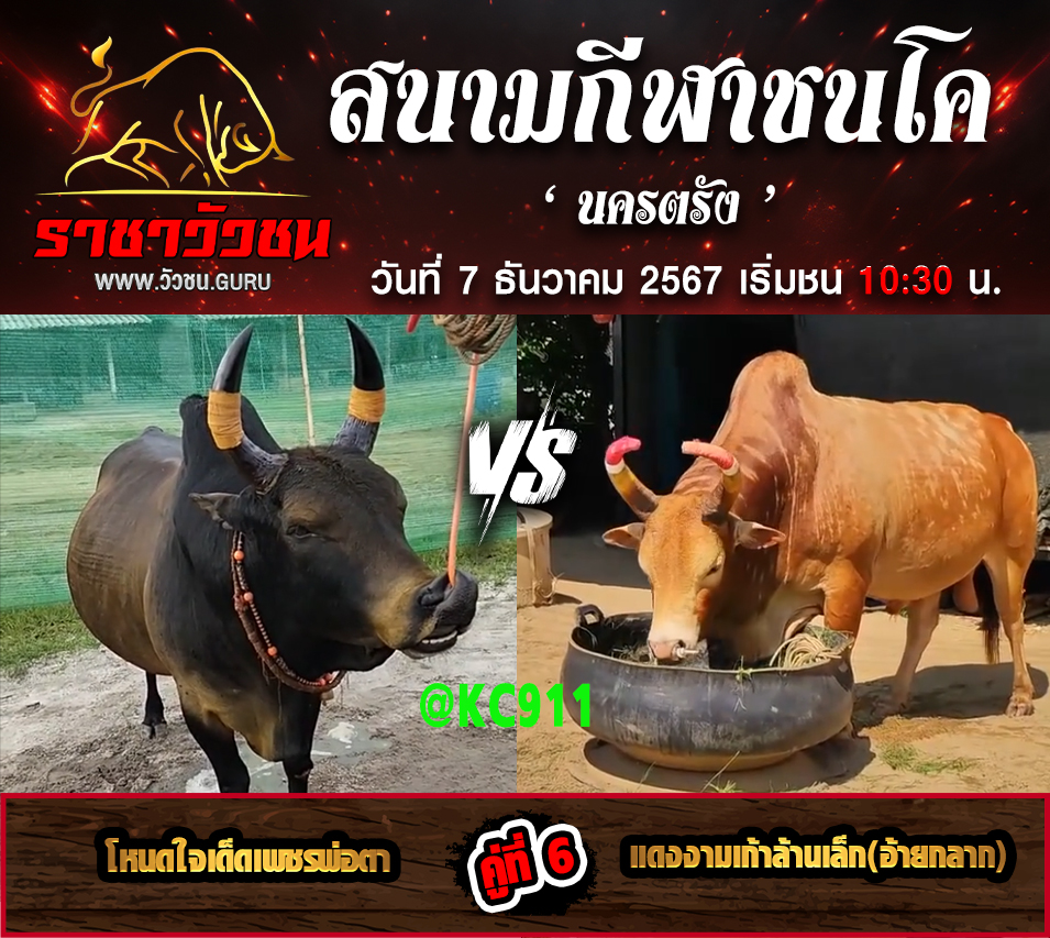 คลิปวัวชนย้อนหลัง 7-12-2567