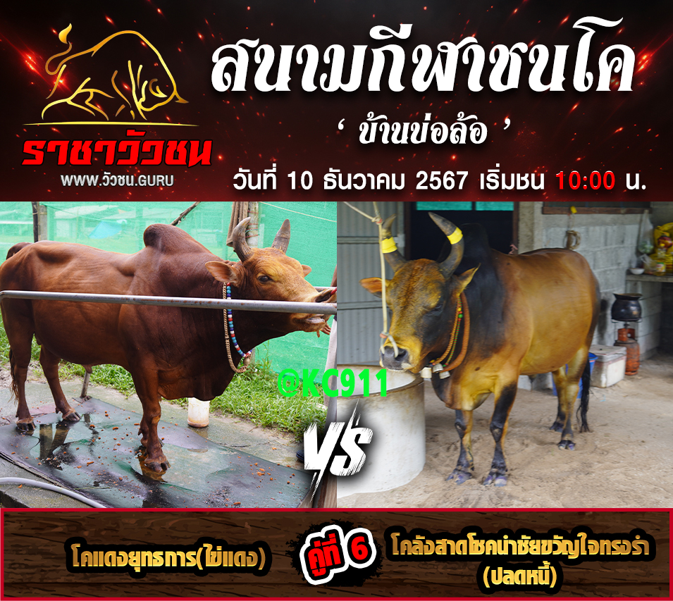 คลิปวัวชนย้อนชน 10-12-2567