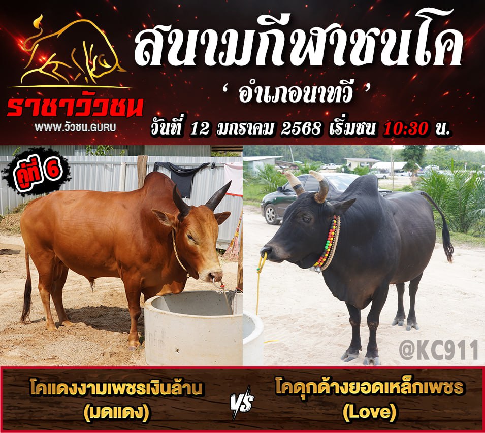 คลิปวัวชนย้อนหลัง 12-1-2567