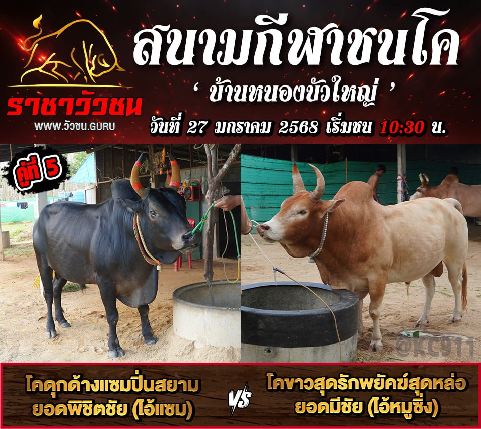 คลิปวัวชนยัอนหลัง 27-1-2568