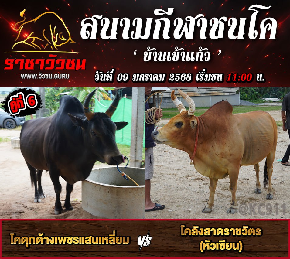 คลิปวัวชนย้อนหลัง 9-1-2568
