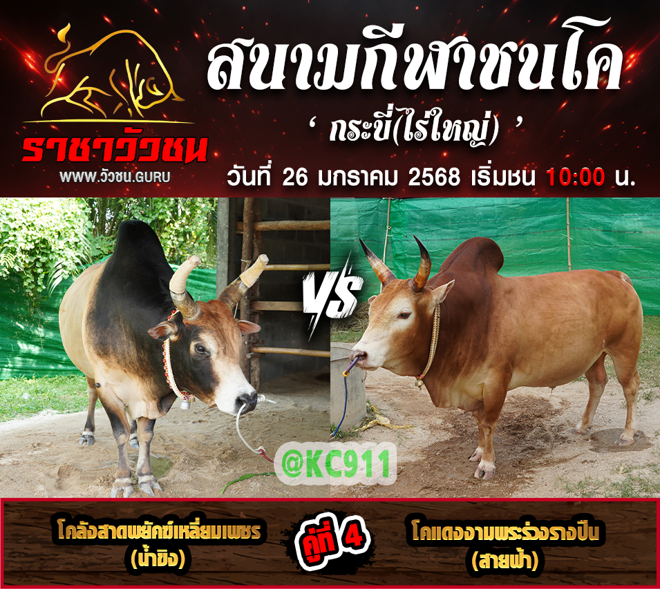 คลิปวัวชนย้อนหลัง 26-1-2568