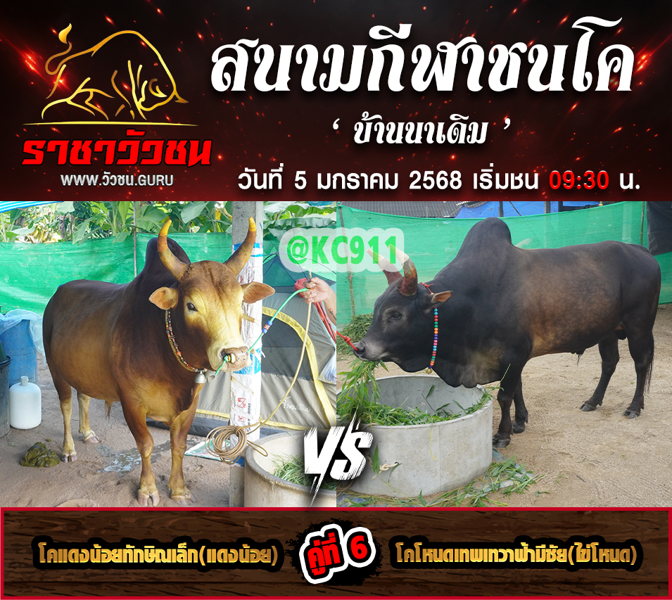 คลิปวัวชนย้อนหลัง 5-1-2568