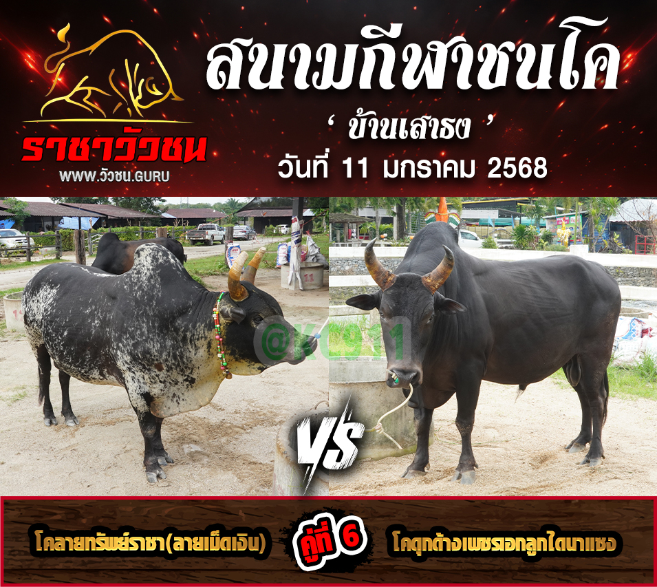 คลิปวัวชนย้อนหลัง 11-1-2568